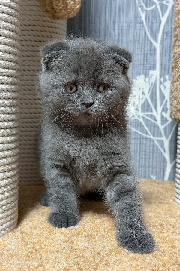 Baloo | Scottish Fold Kitten