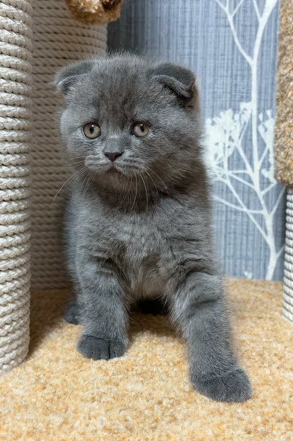 Baloo | Scottish Fold Kitten