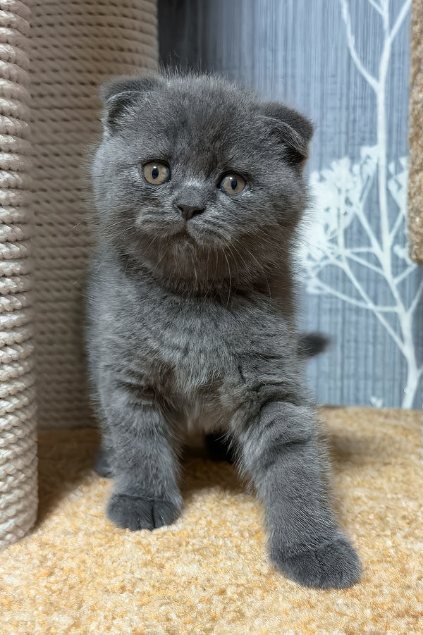 Baloo | Scottish Fold Kitten