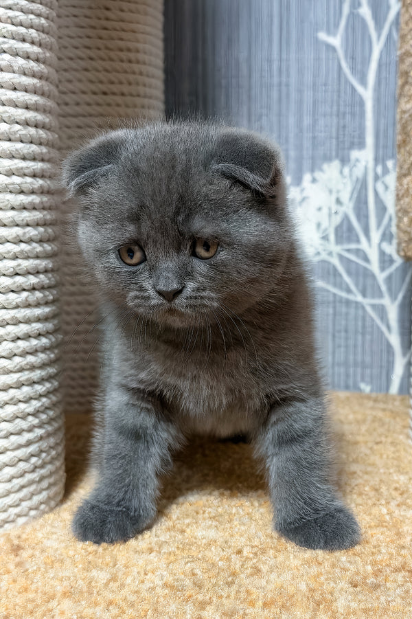Baloo | Scottish Fold Kitten