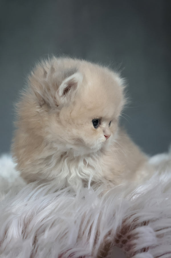 Willie | British Longhair Kitten