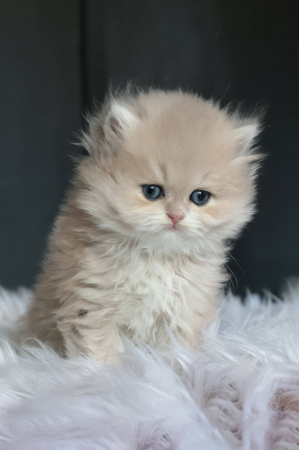 Willie | British Longhair Kitten