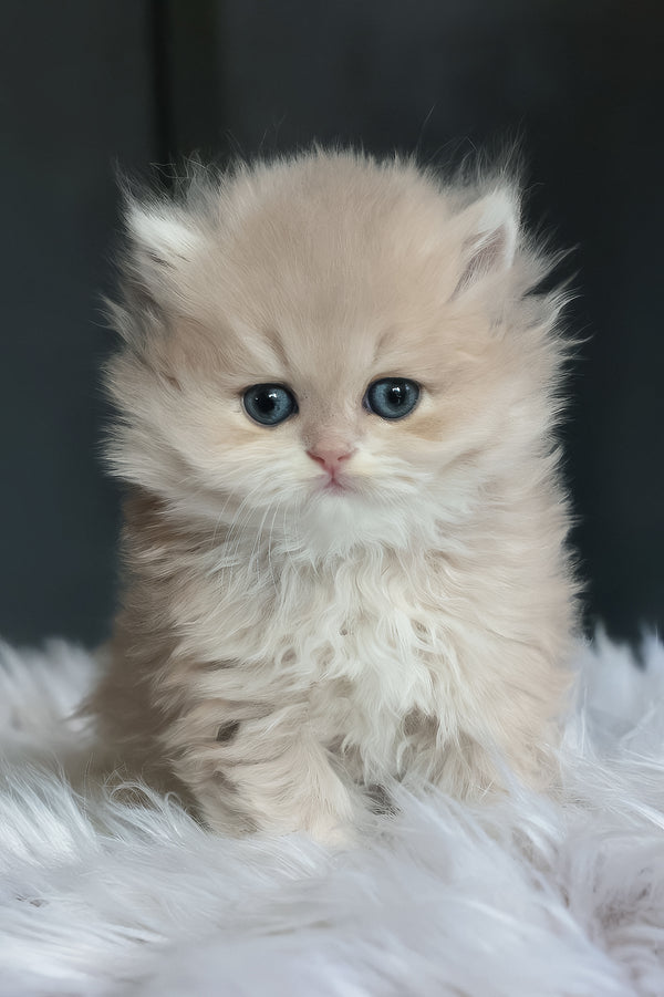 Willie | British Longhair Kitten
