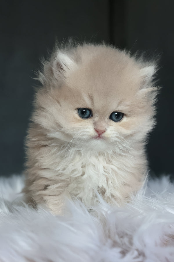 Willie | British Longhair Kitten