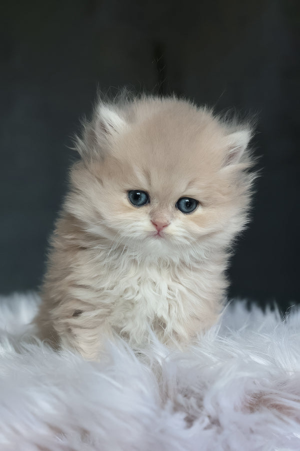 Willie | British Longhair Kitten