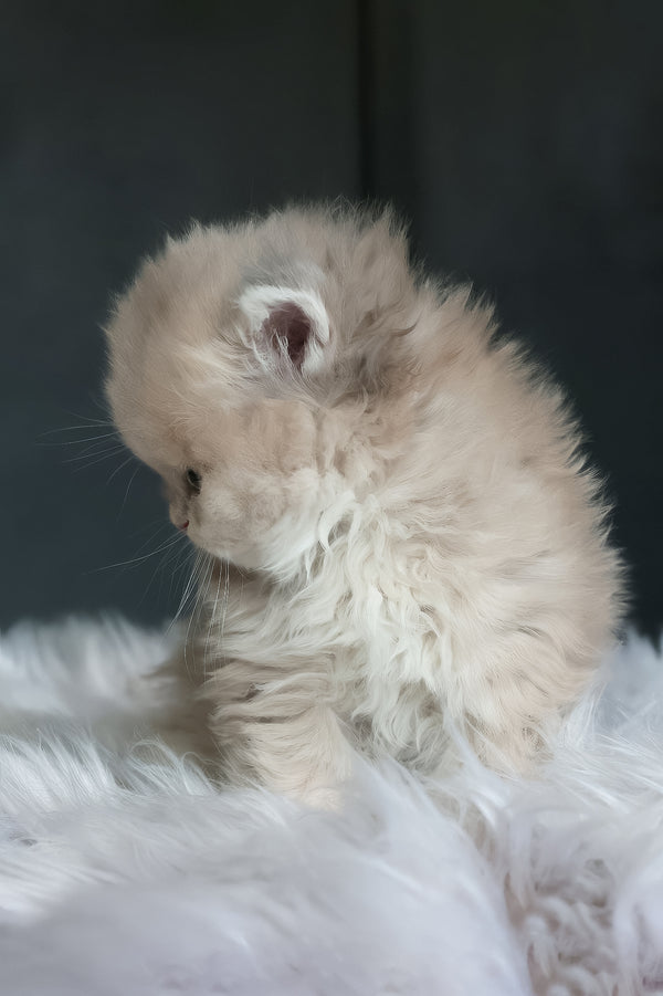 Willie | British Longhair Kitten