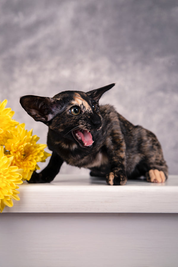 Bonita | Oriental Shorthair Kitten