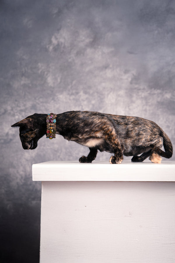 Bonita | Oriental Shorthair Kitten