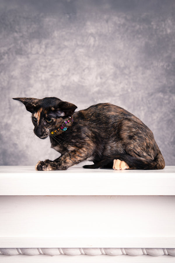 Bonita | Oriental Shorthair Kitten