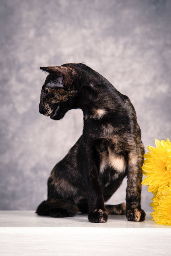 Bonita | Oriental Shorthair Kitten