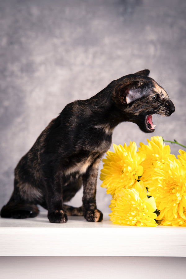 Bonita | Oriental Shorthair Kitten