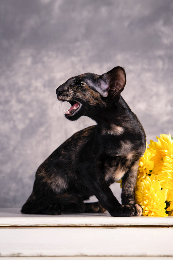 Bonita | Oriental Shorthair Kitten