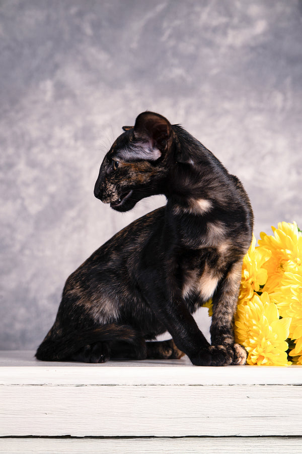 Bonita | Oriental Shorthair Kitten