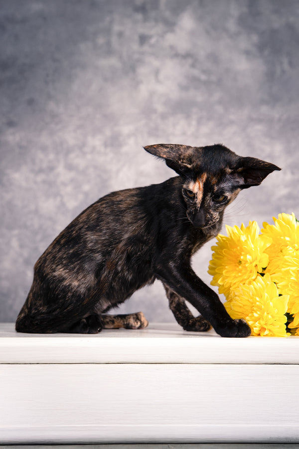 Bonita | Oriental Shorthair Kitten
