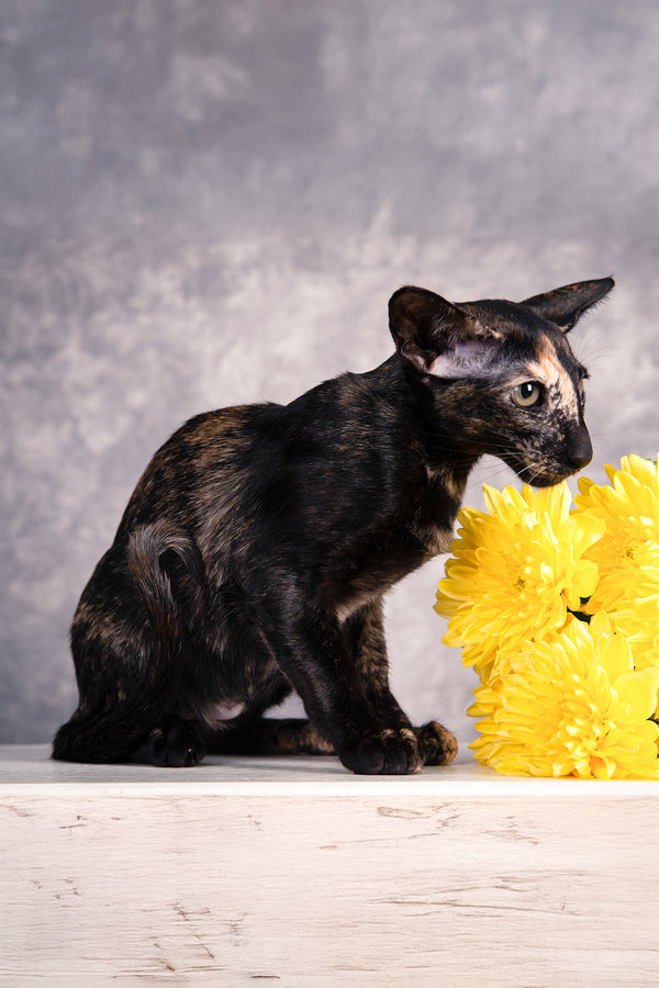Bonita | Oriental Shorthair Kitten