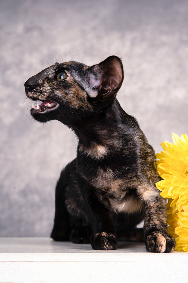 Bonita | Oriental Shorthair Kitten