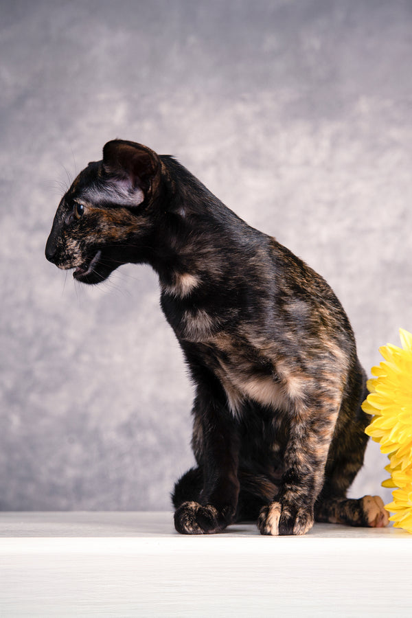 Bonita | Oriental Shorthair Kitten