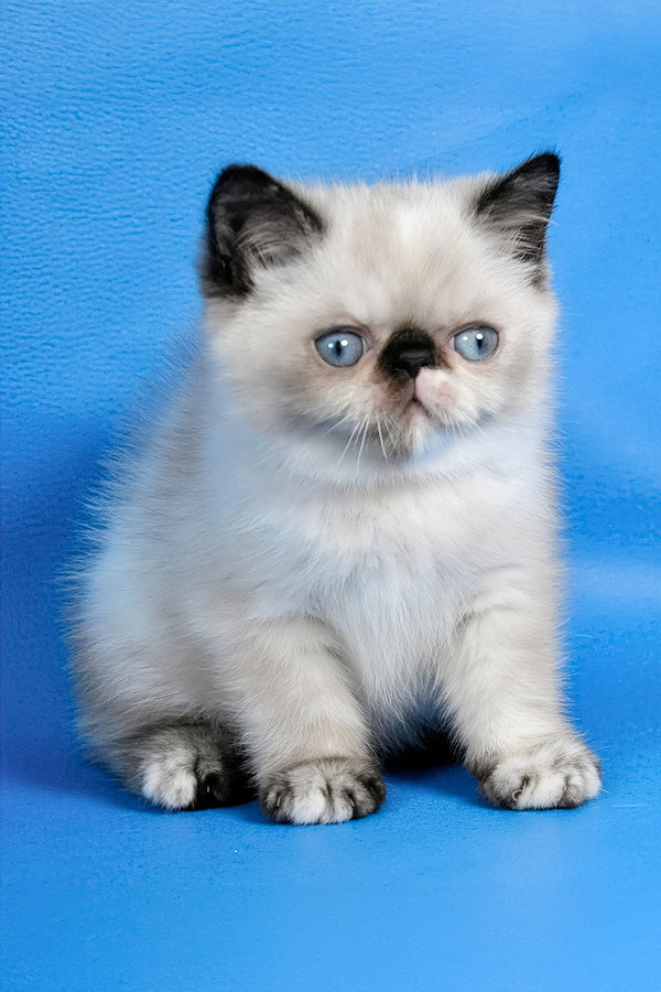 Bonita | Exotic Shorthair Kitten
