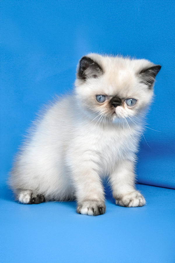 Bonita | Exotic Shorthair Kitten