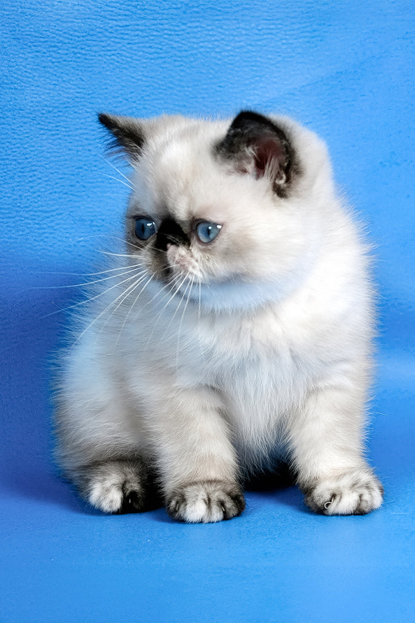 Bonita | Exotic Shorthair Kitten