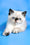 Bonita | Exotic Shorthair Kitten