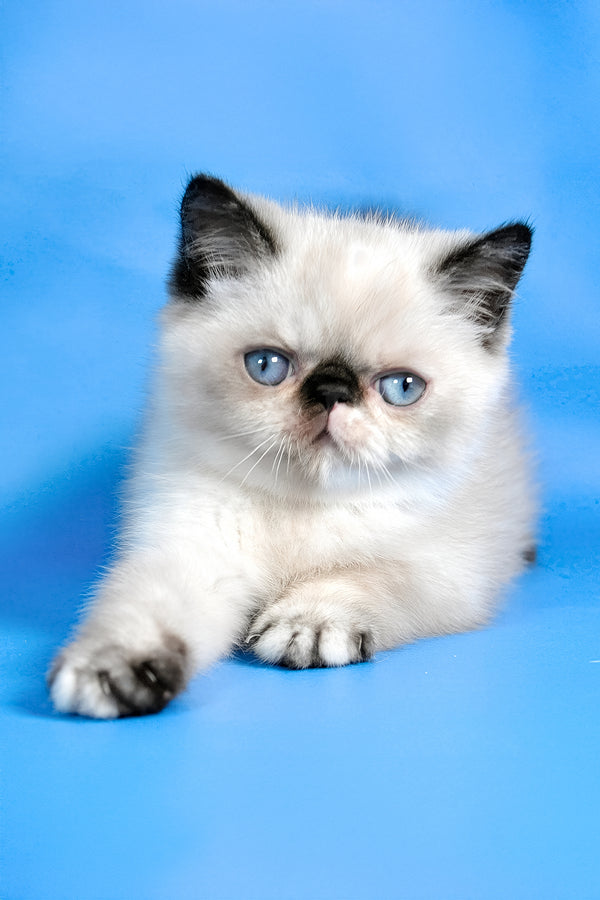 Bonita | Exotic Shorthair Kitten