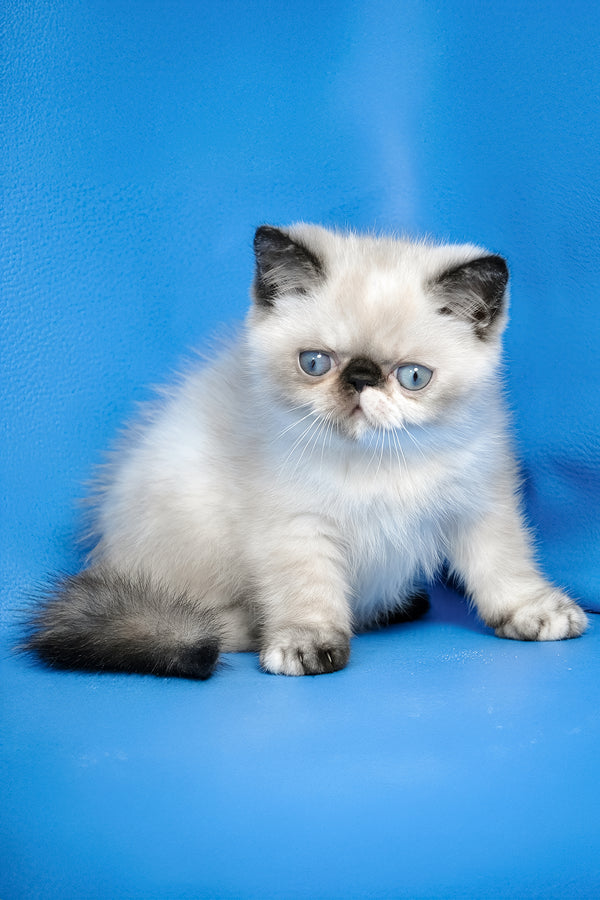 Bonita | Exotic Shorthair Kitten