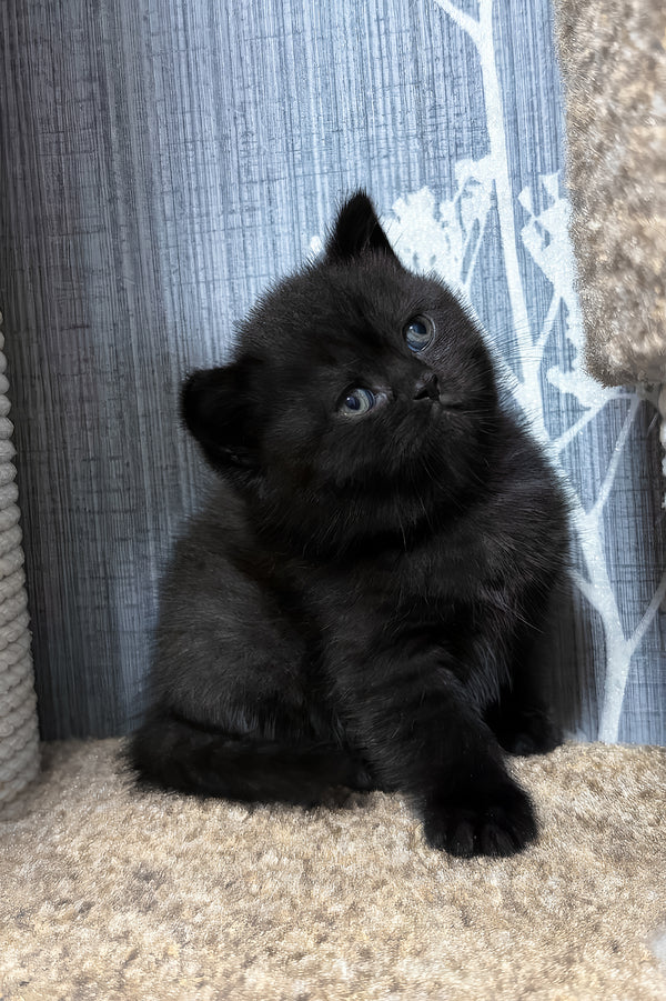 Baghira | Scottish Straight Kitten