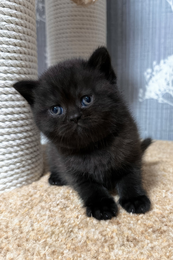 Baghira | Scottish Straight Kitten