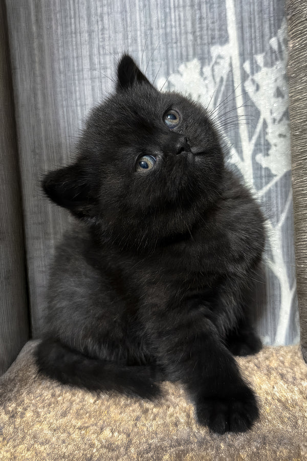Baghira | Scottish Straight Kitten
