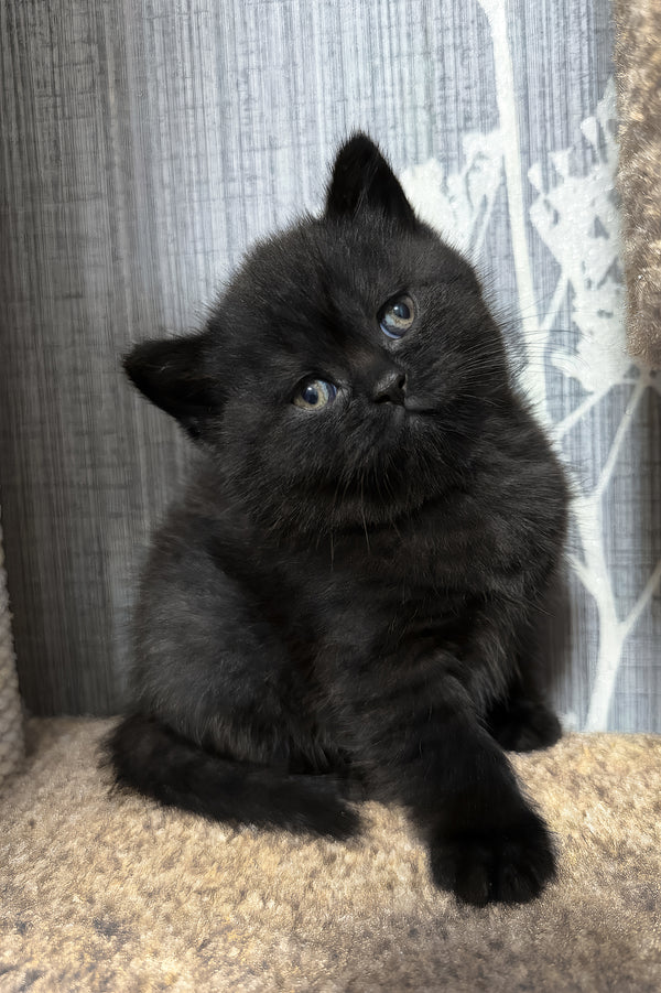 Baghira | Scottish Straight Kitten