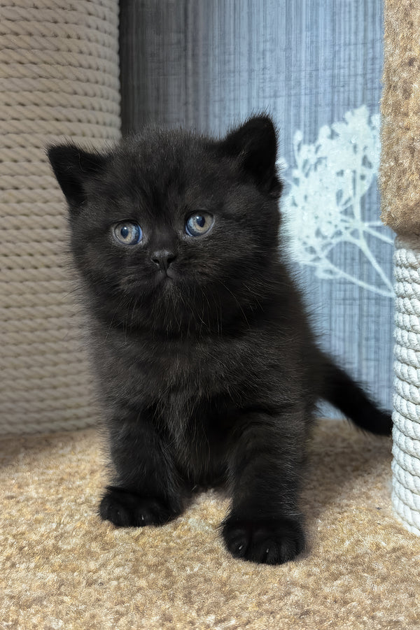 Baghira | Scottish Straight Kitten