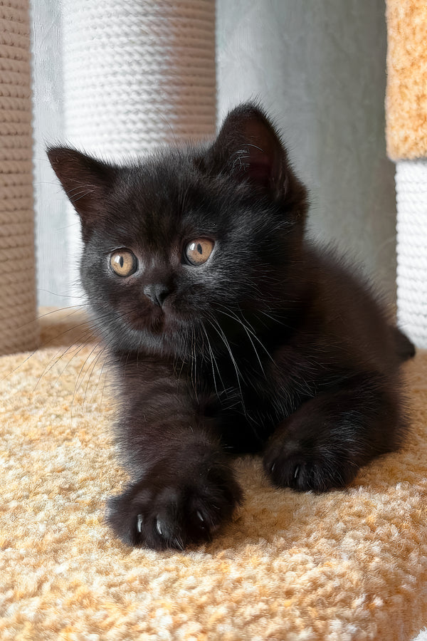 Baghira | Scottish Straight Kitten
