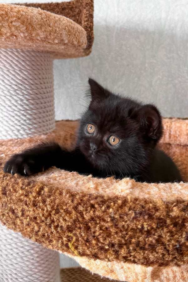 Baghira | Scottish Straight Kitten