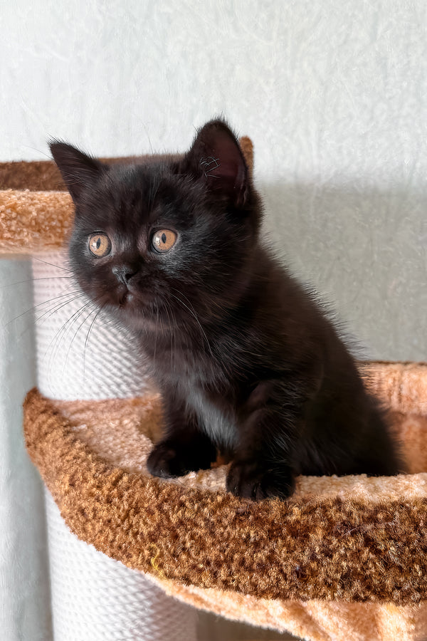 Baghira | Scottish Straight Kitten