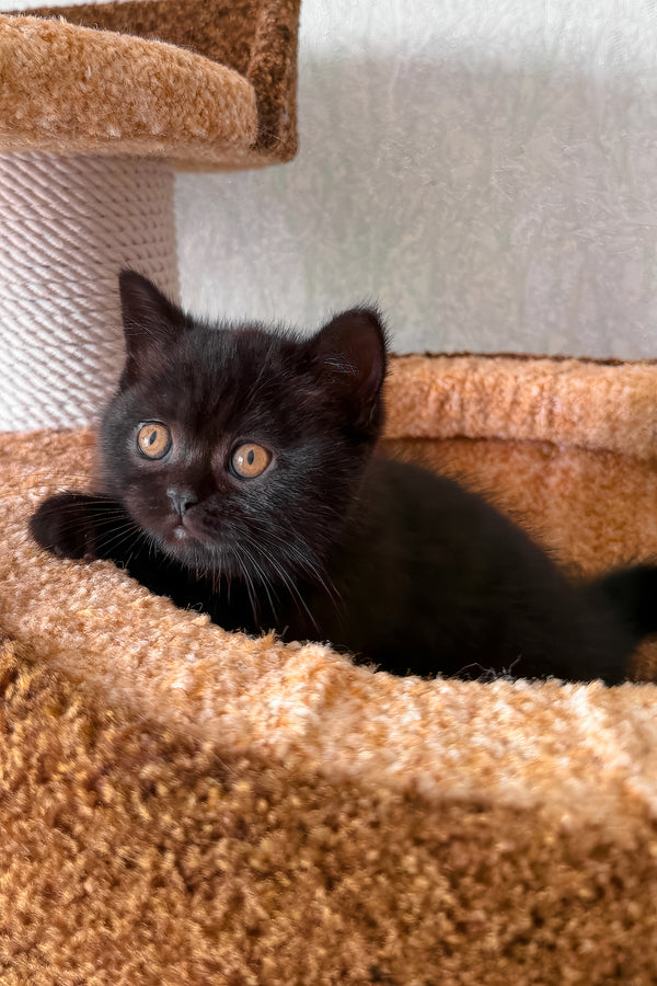 Baghira | Scottish Straight Kitten