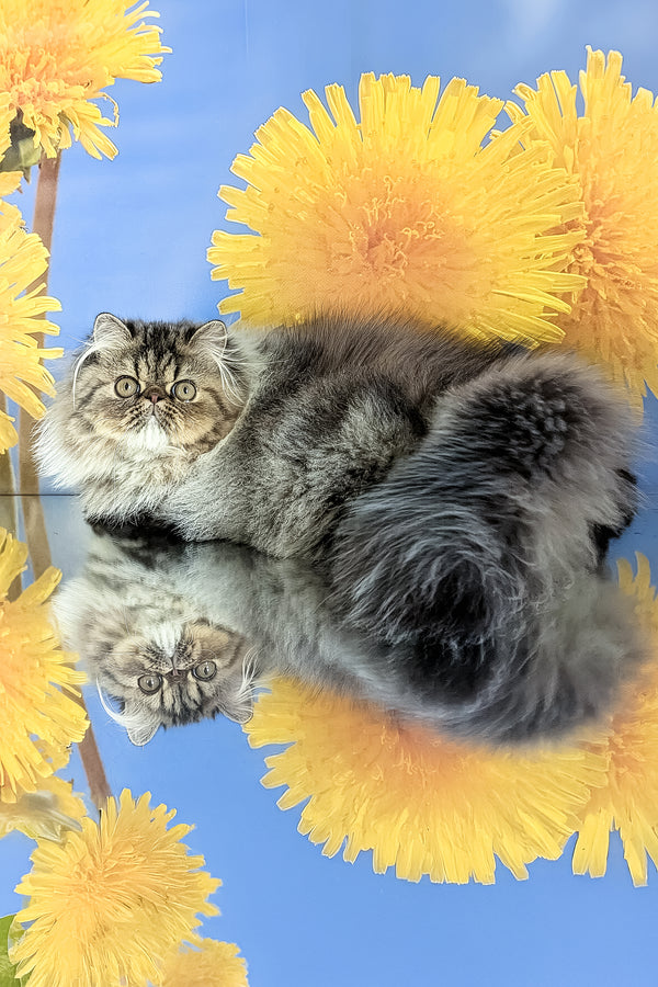 Bagira | Persian Kitten