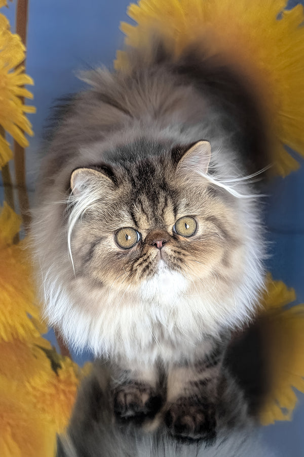 Bagira | Persian Kitten