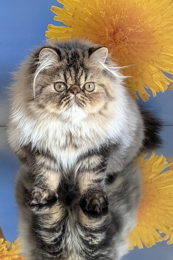 Bagira | Persian Kitten