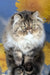 Bagira | Persian Kitten