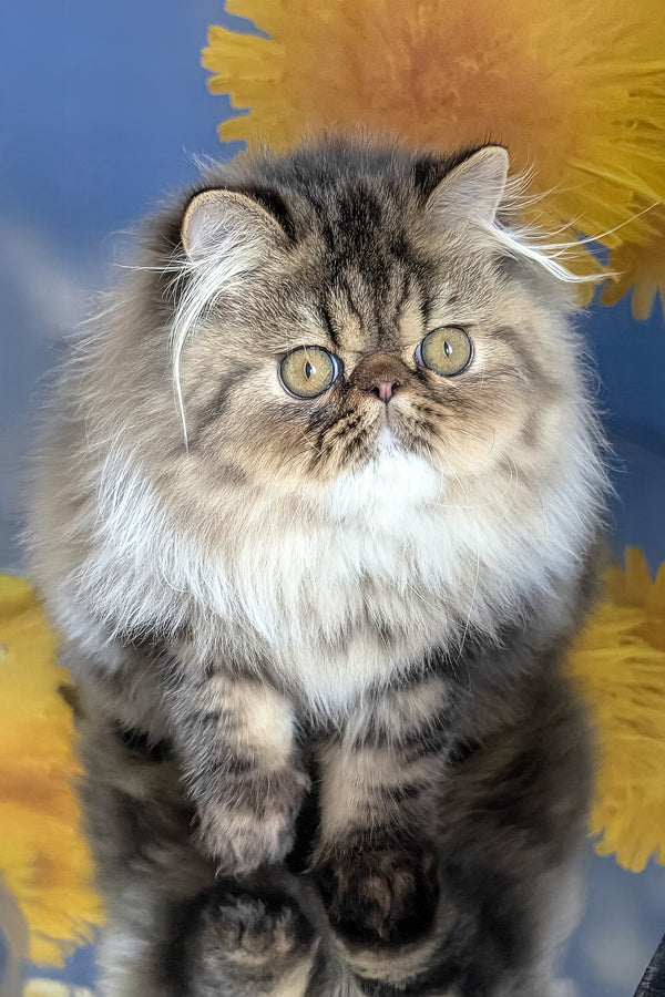 Bagira | Persian Kitten