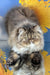 Bagira | Persian Kitten