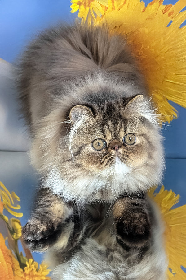 Bagira | Persian Kitten