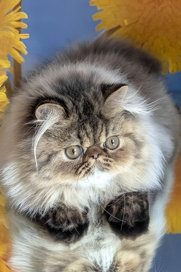 Bagira | Persian Kitten