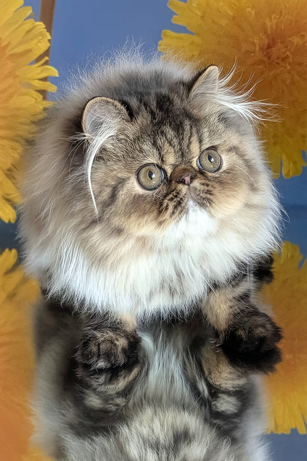 Bagira | Persian Kitten