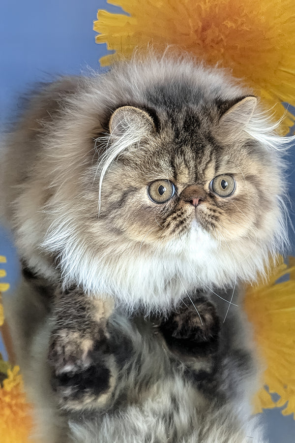 Bagira | Persian Kitten