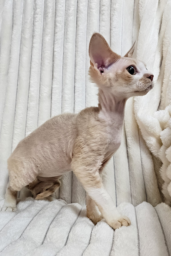 Baileys | Devon Rex Kitten
