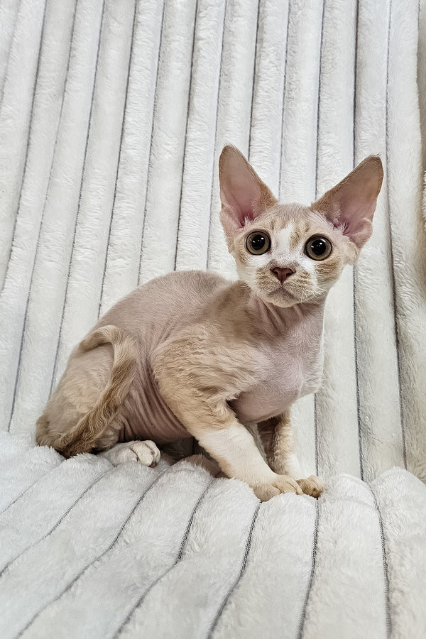 Baileys | Devon Rex Kitten