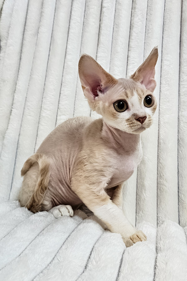Baileys | Devon Rex Kitten