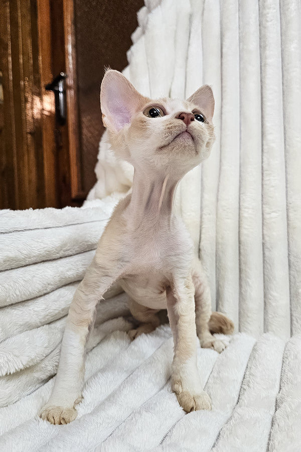 Baileys | Devon Rex Kitten